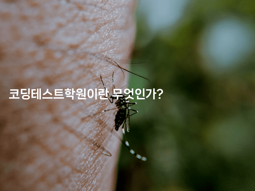 코딩테스트학원이란 무엇인가? 2-코드꼬마